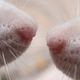 Illustration for article titled The Rat Park experiment